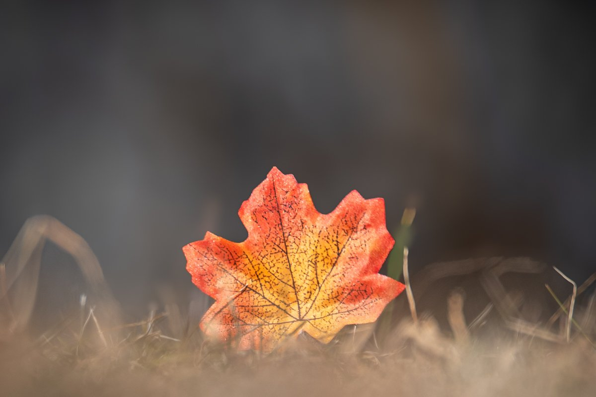 A maple leaf in morning fog